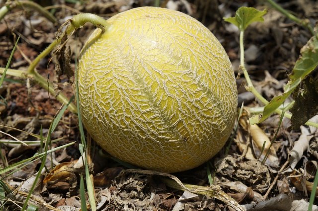 Perhatikan tangkai melon