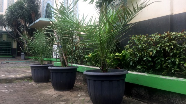 Pohon Kurma di Masjid Al Barkah, Bekasi Selatan. (Foto: Andreas Ricky Febrian/kumparan)