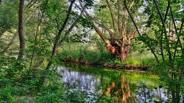 Ilustrasi hutan adat. (Foto: Schwoaze via pixabay)