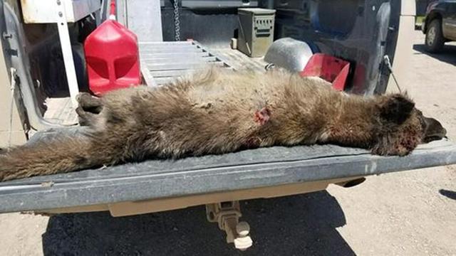 Makhluk misterius mirip serigala dari Montana. (Foto: Montana Fish, Wildlife, and Parks)