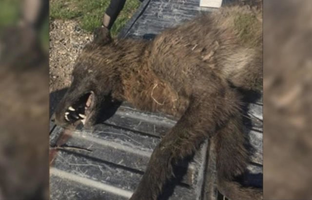 Makhluk misterius mirip serigala dari Montana. (Foto: Montana Fish, Wildlife, and Parks)