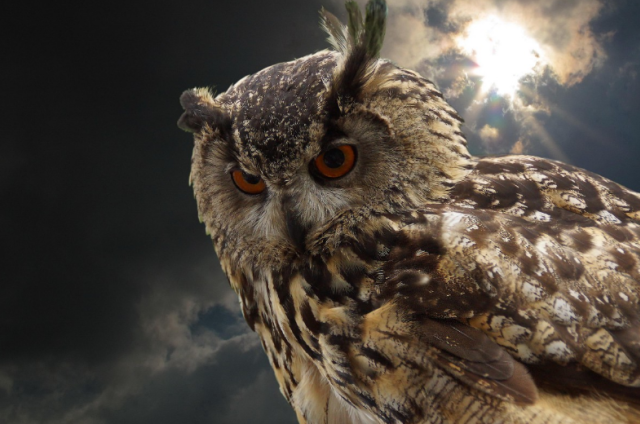 Burung Hantu, Media Pendeteksi Keberadaan Makhluk Astral. 