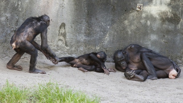 Sekelopok Bonobo (Foto: Rob Bixby via Flickr (CC BY 2.0))