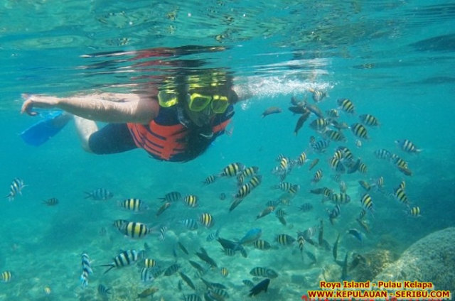 Royal Island Pulau Kelapa | Wisata Pulau Seribu (3)