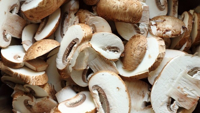 Ilustrasi Jamur Foto: Pixabay
