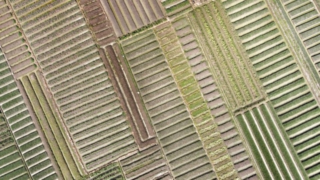 Ilustrasi pertanian. Foto: Prima Gerhard/kumparan