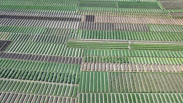 Ilustrasi pertanian. Foto: Prima Gerhard/kumparan