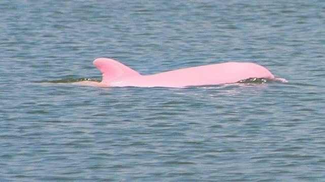 Pinky, si lumba-lumba albino. (Foto: Walter via Flickr)