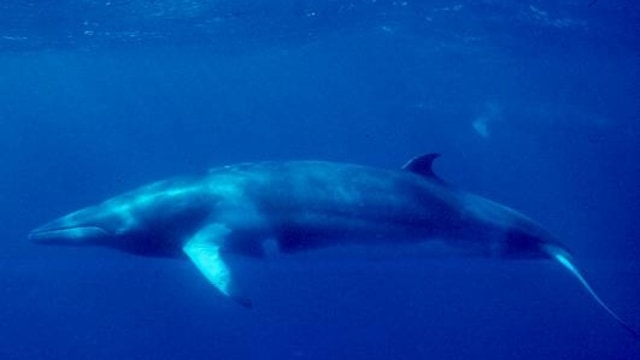 Paus Minke. (Foto: NOAA)