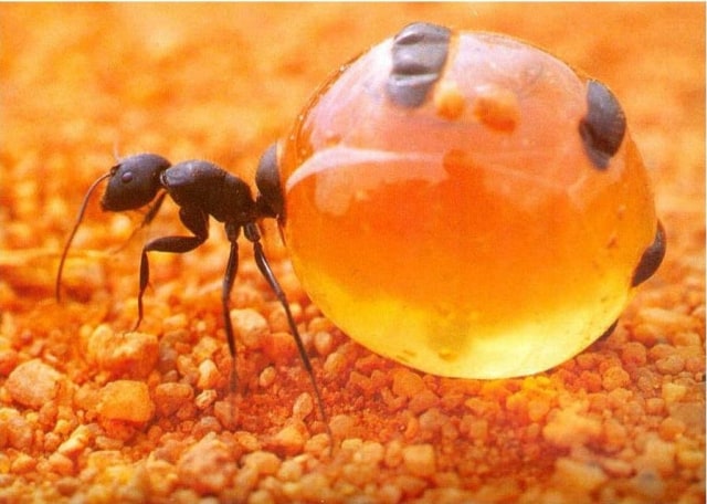 Cara Unik Semut Menyimpan Madu dan Gula