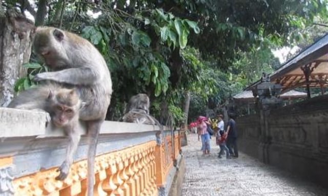  Alas Kedaton, Obyek Wisata Favorit di Musim Liburan