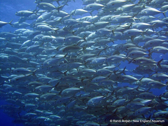 “Kantung Renang” Pada Ikan