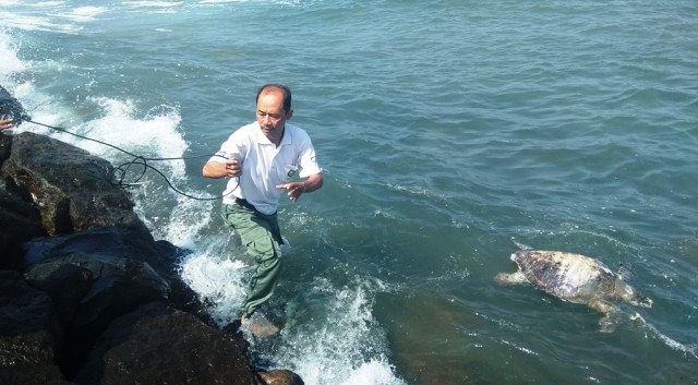 Pencemaran Laut Diduga Jadi Penyebab Matinya Penyu di Jembrana Bali