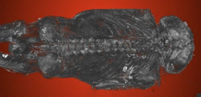 Mumi kecil dari Mesir berusia 2.000 tahun. (Foto: Maidstone Museum)
