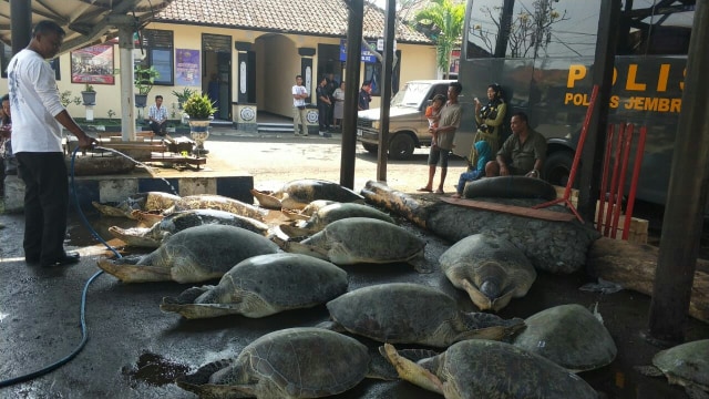 Penyelundupan Penyu dari Madura Rencananya Dijual ke Denpasar 