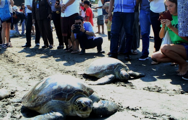 Penyu Selundupan Dilepasliarkan ke Laut di Pantai Perancak