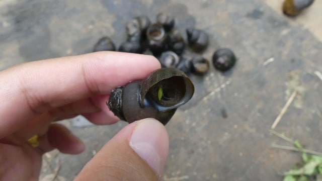 Tutut mentah (Foto: Marissa Krestianti/kumparan)