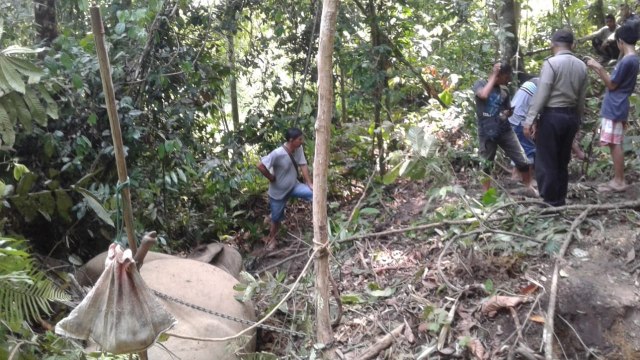 Gajah bernama bunta di aceh dibunuh. (Foto: Dok. Istimewa)