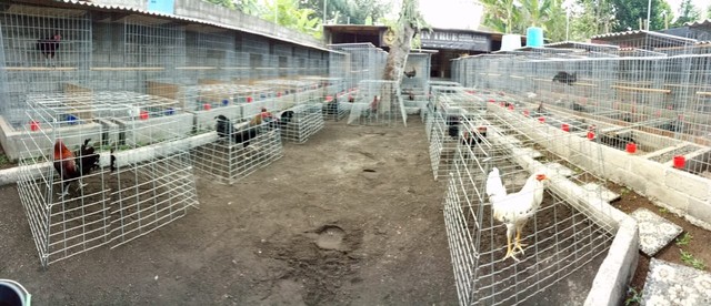 Dewa Aryantara, Hobby Ayam Aduan Malah Dijadikan Lahan Bisnis 