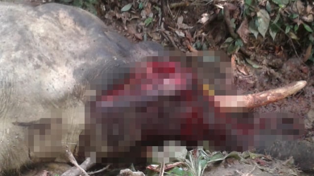 Gajah jinak bernama Bunta yang terbunuh. (Foto: Dok. Istimewa)