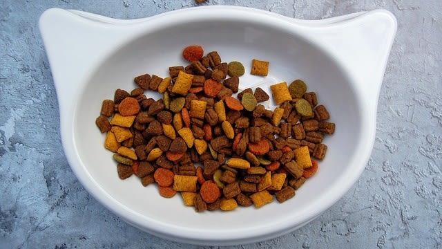 Siapkan makanan kesukaan kucing. (Foto: Crepessuzette via Pixabay)