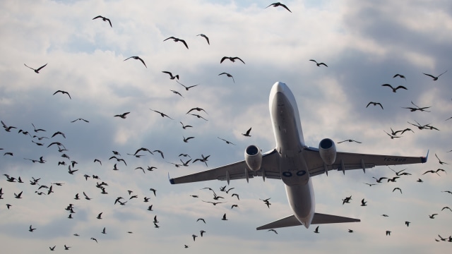 Pesawat dan burung di udara. (Foto: Shutterstock)