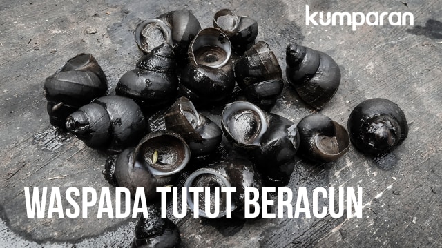 Waspada tutut beracun (Foto: Sabryna Putri/kumparan)