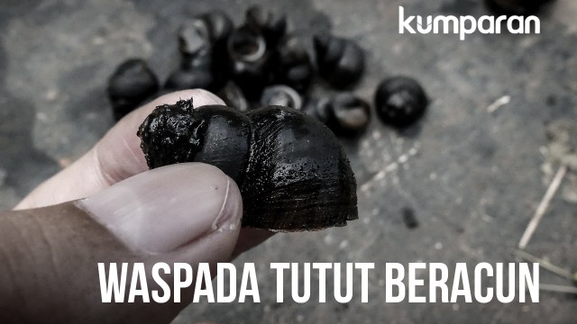 Waspada tutut beracun (Foto: Sabryna Putri/kumparan)