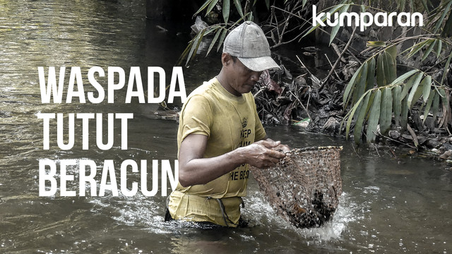 Waspada tutut beracun (Foto: Sabryna Putri/kumparan)