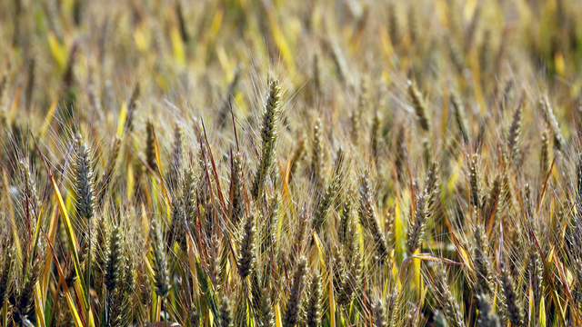Ilustrasi gandum. Foto: Reuters/s Duvignaua