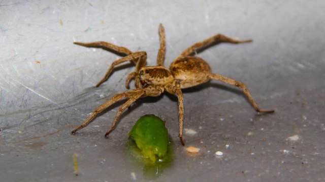 Laba-laba (Foto: Pixabay)