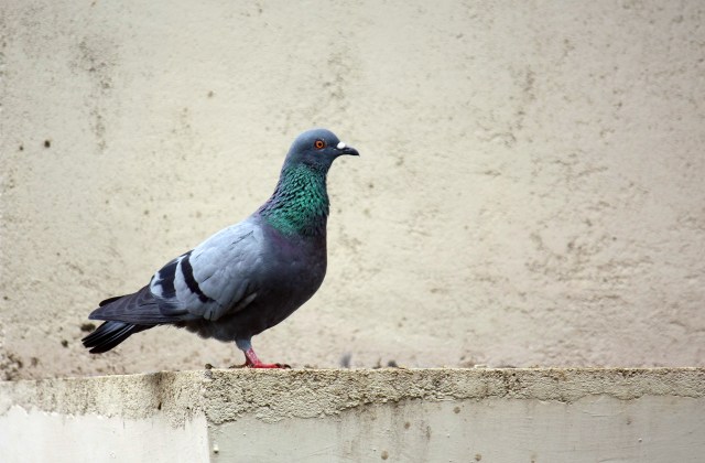 Merpati Menggunakan Magnet untuk Mencari Jalan
