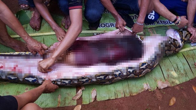 Ular memangsa manusia (Foto: Dok.  Polres Muna)