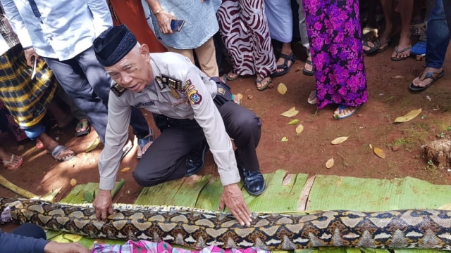 Ular memangsa manusia (Foto: Dok.  Polres Muna)