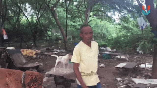 Aktivitas Suntoro, Pemelihara 26 Anjing (Foto: Soejono Saragih/kumparan)