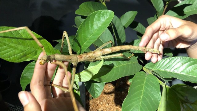Serangga Madagaskar di Jakarta Aquarium (Foto: Jakarta Aquarium)