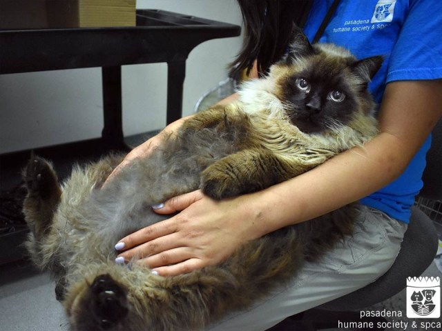 Chubbs, Kucing Super Gembil Seberat 13 Kilogram