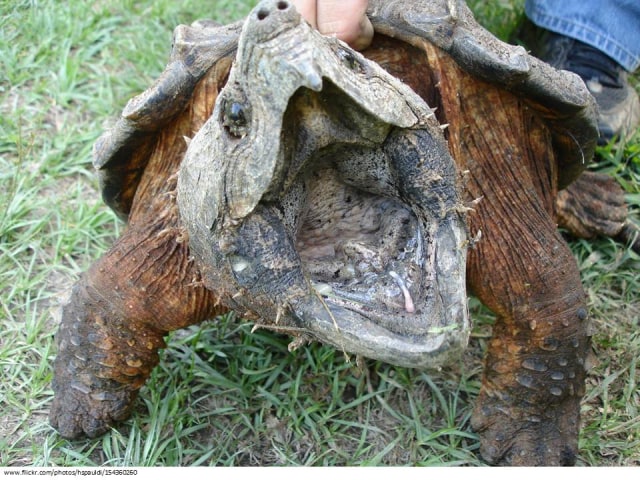 Jari Manusia Ditemukan dalam Perut Kura-Kura Aligator