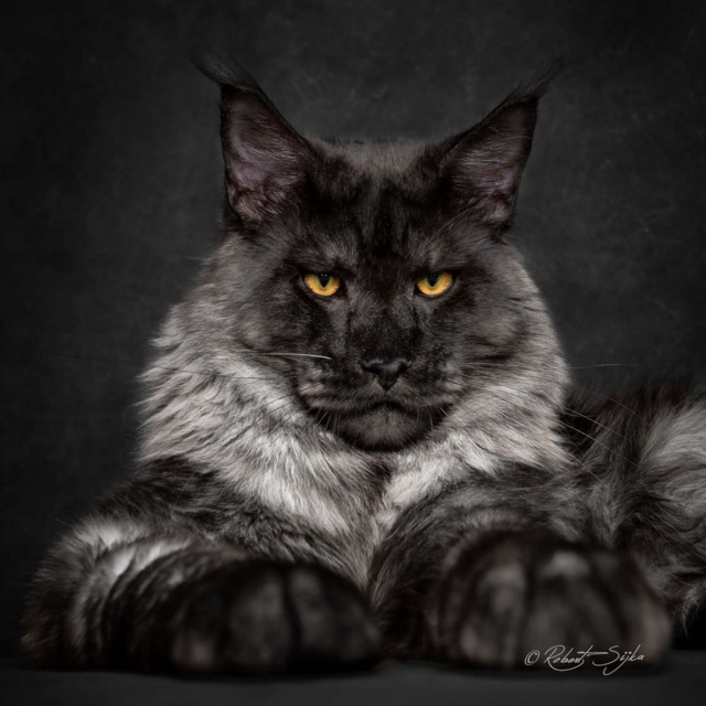 Maine Coon Si Raja Kucing
