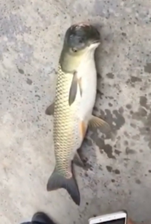 Ikan Berkepala Burung