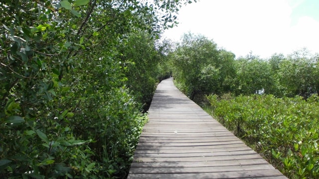 Hutan Mangrove Wonorejo, Surabaya (Foto: Flickr / Nelindah)