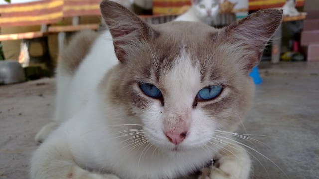 Ilustrasi Kucing. (Foto: Flickr / Nuraishah Bazilah Affandi)