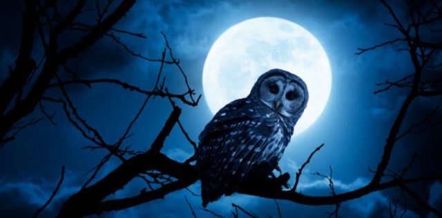 Burung Hantu dan Makhlus Halus