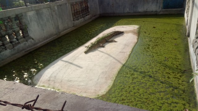 Suasana Taman Buaya Indonesia Jaya di Cibarusah (Foto:  Ainul Qalbi/kumparan)