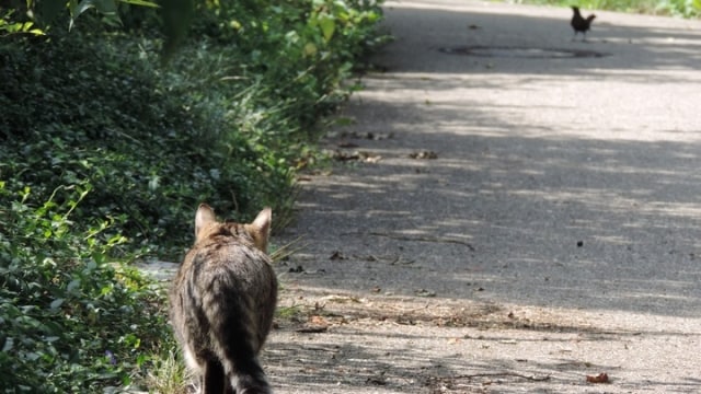 Kucing liar ancaman bagi burung di Australia. (Foto: PxHere)