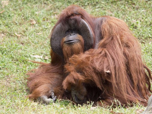 Orang utan Chantek. (Foto: Zoo Atlanta)