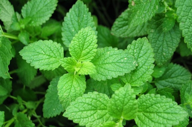 Tips Menghilangkan Bekas Luka (1)