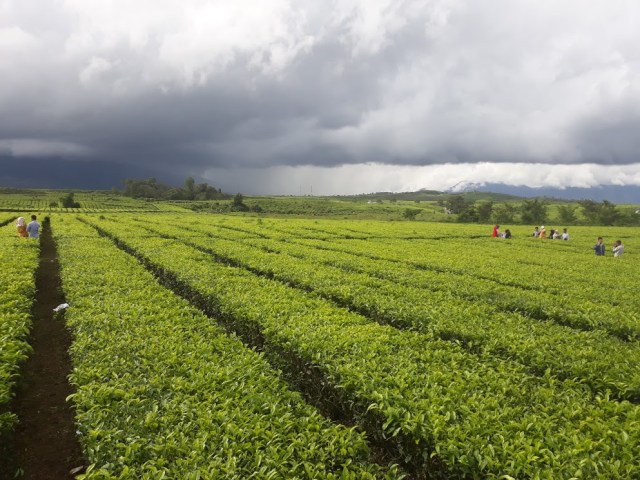Ke Jambi, Jangan Lupa Berwisata ke Kebun Teh Kayu Aro