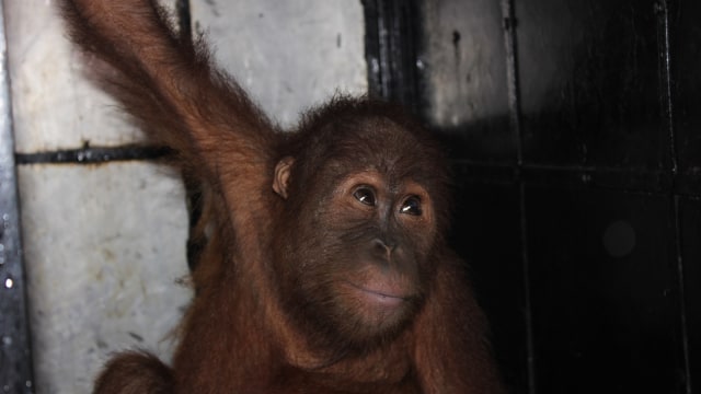Orang Utan diselamatkan di Aceh (Foto: Ade Nurhaliza/kumparan)