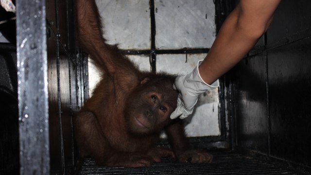 Orang Utan diselamatkan di Aceh (Foto: Ade Nurhaliza/kumparan)